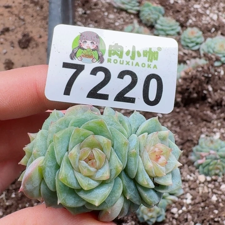 蓝****多肉植物多肉植物