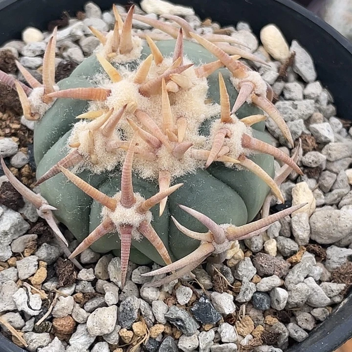 白刺翠屏自根仙人球