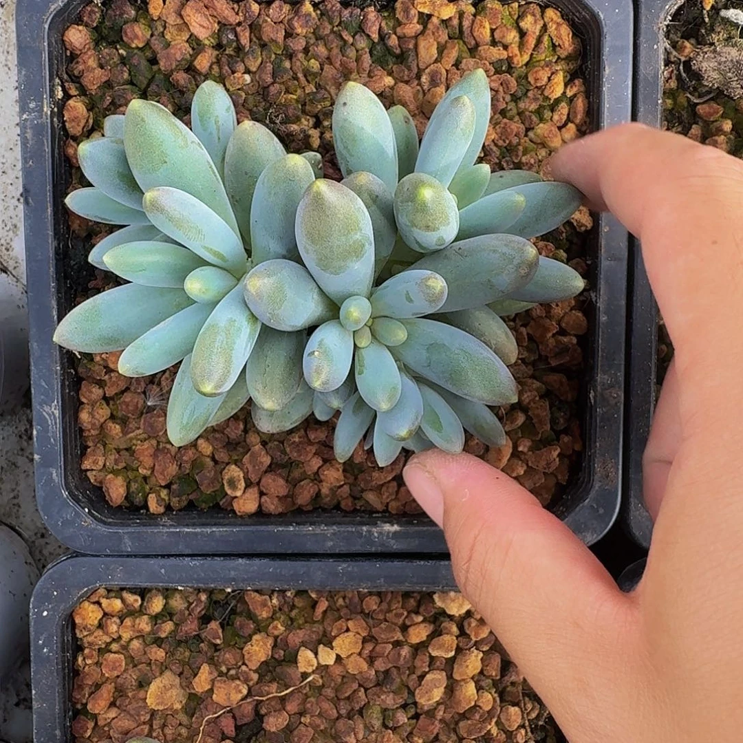 胖烟花 群生 一物一拍