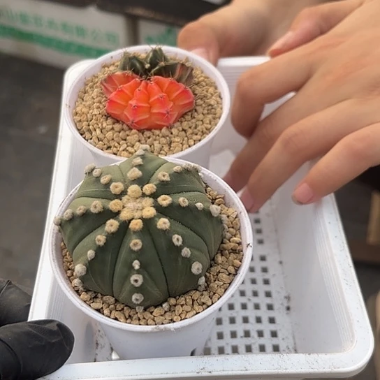 689一筐一物一拍发