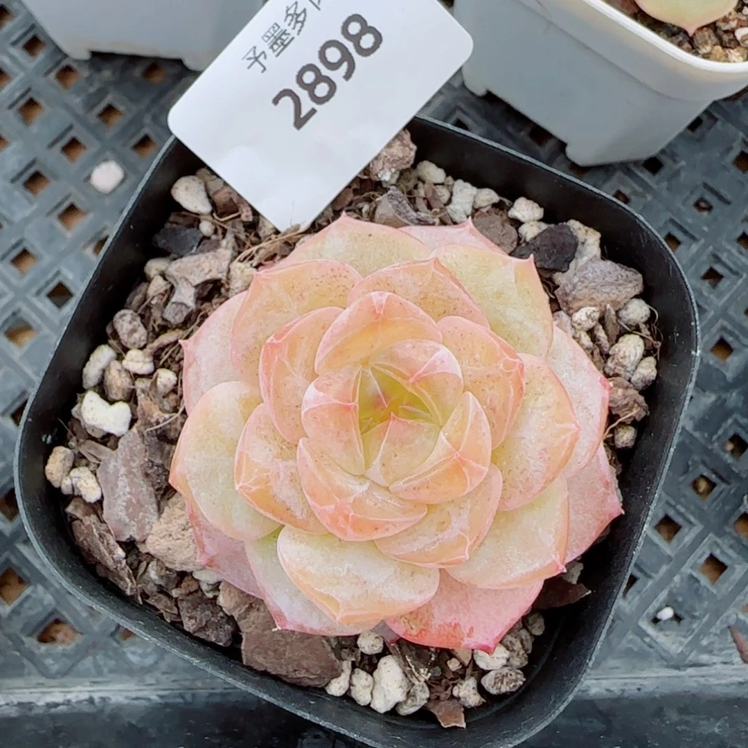 奶芙，2898多肉植物