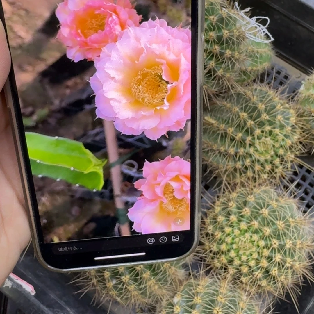 306彩草104歪无根侧牙5公分左右，20包邮