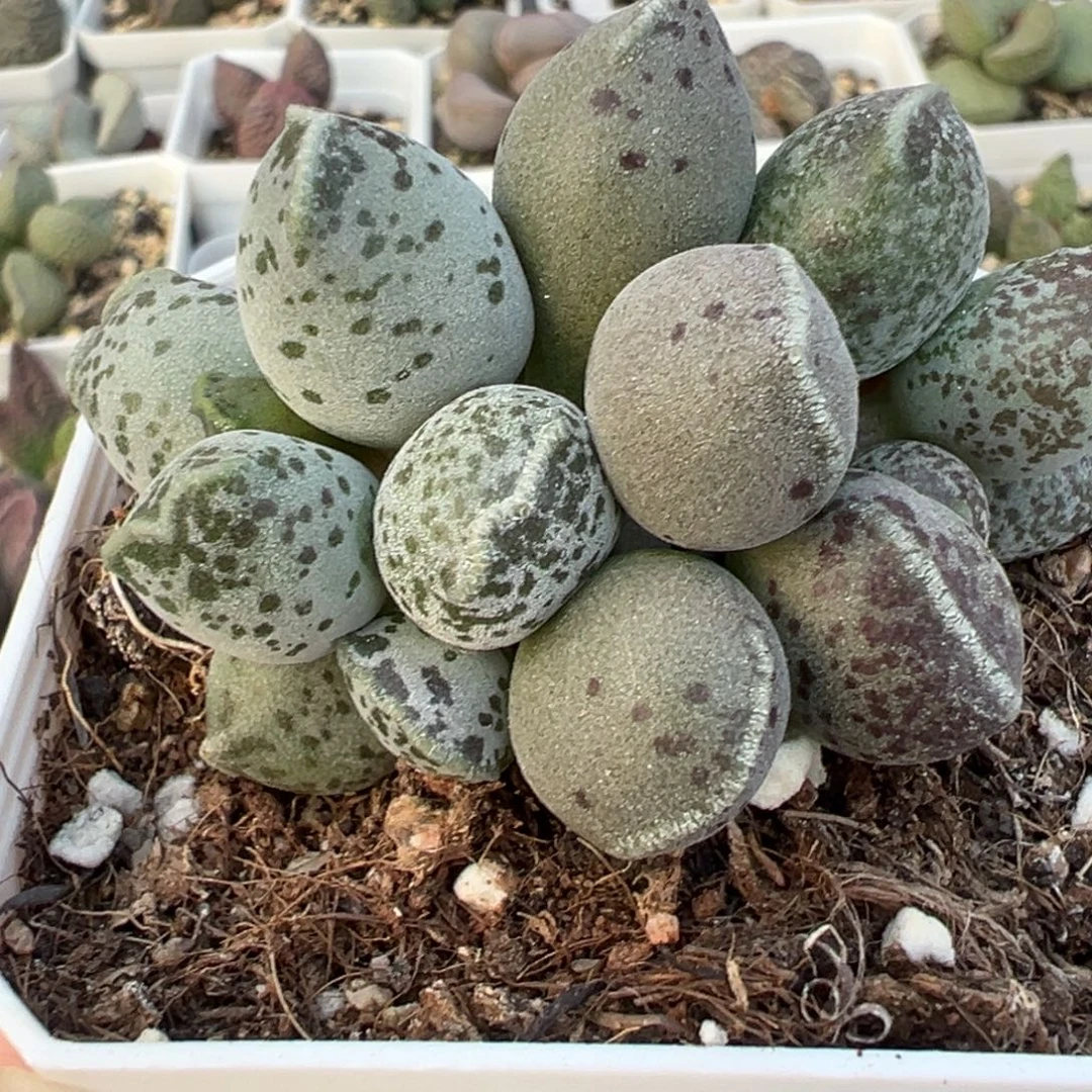 丸叶海豹多头纯木质桩多肉植物