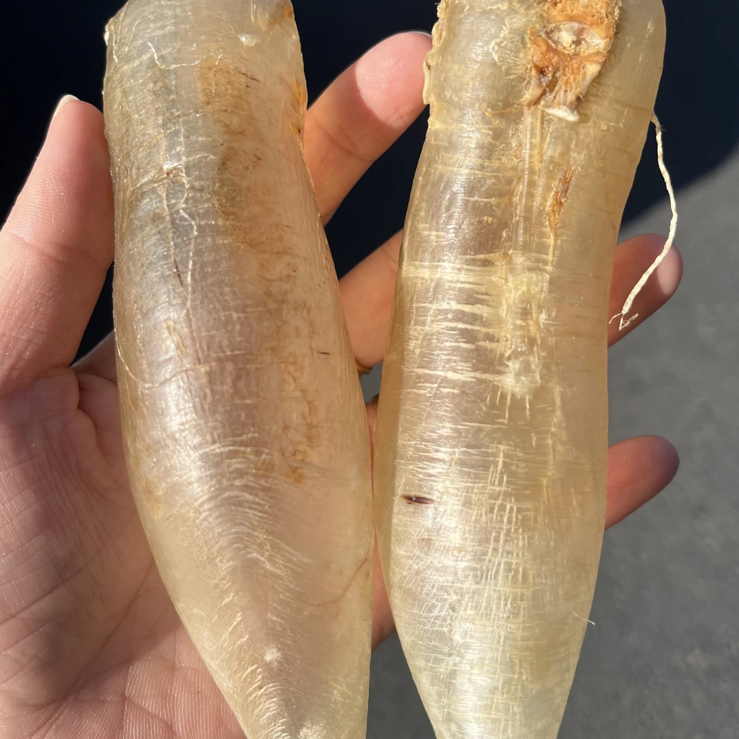 蜘蛛母筒鱼胶蜘蛛胶花胶营养滋补可甜可咸适合日常炖汤