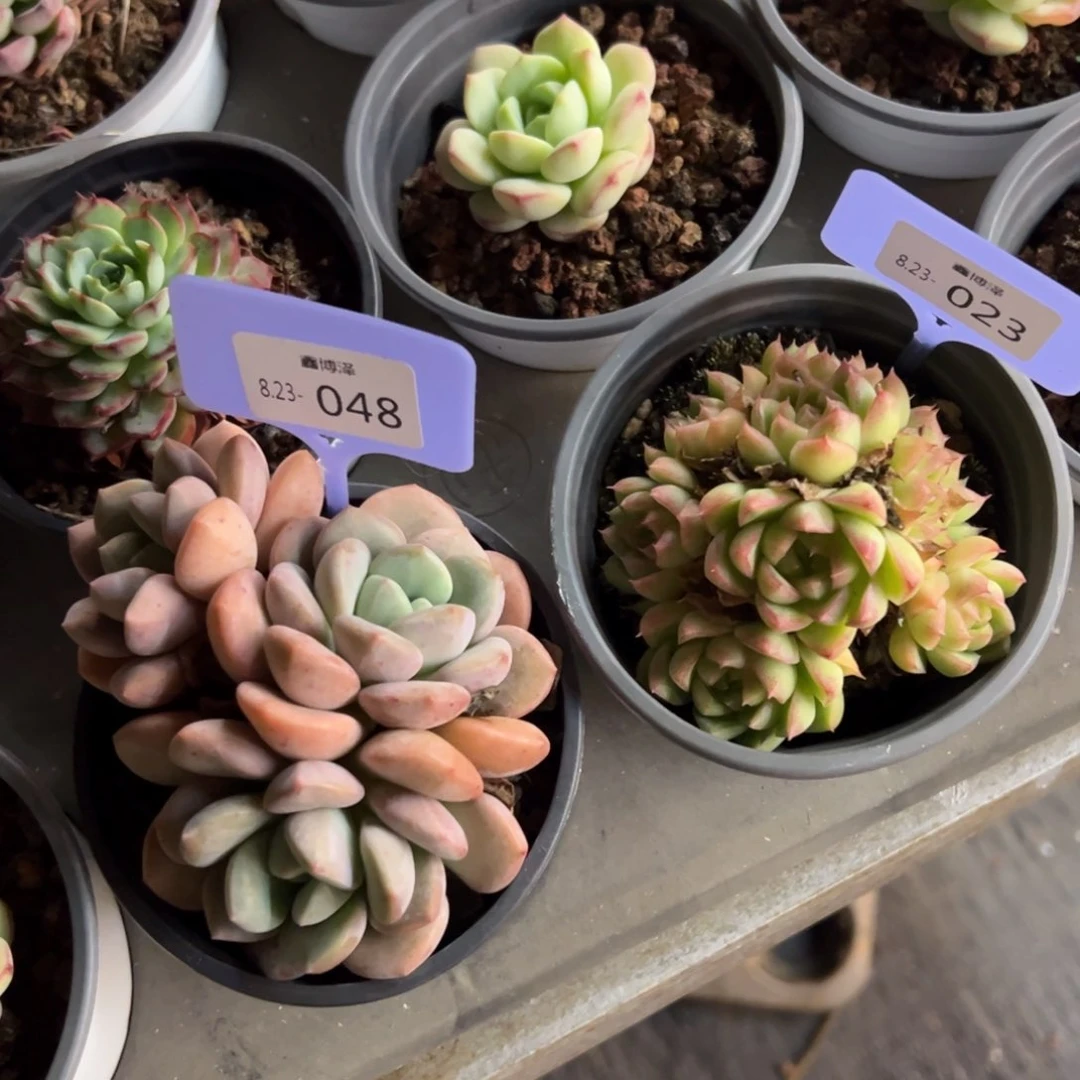 晴*?定向8.23-048 023 两颗