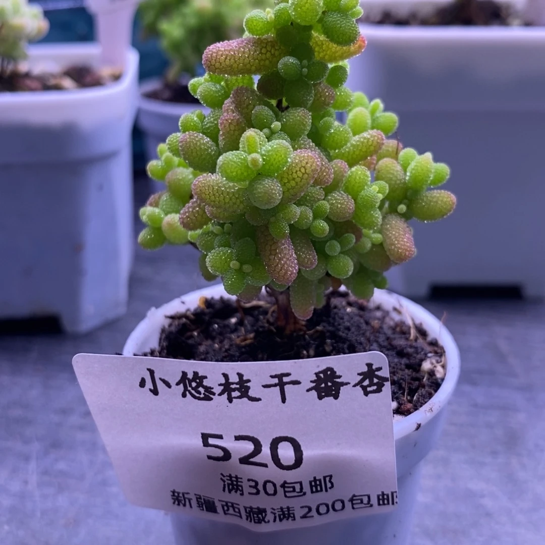 真*ℳ520带盆蜜桔绿色。