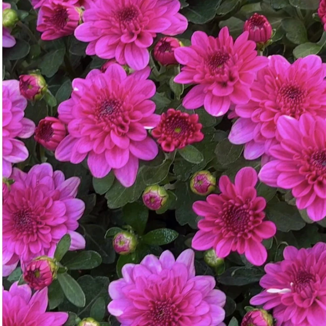 千头菊花盆栽多年生耐热带花苞适合阳台庭院养护