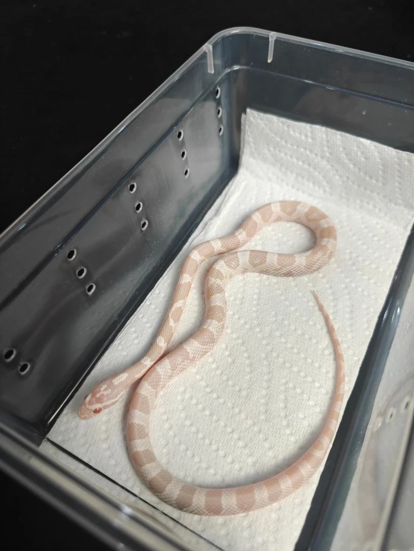宠物蛇玉米蛇雪白基因活体苗子幼体无毒无害包开食包健康包上手