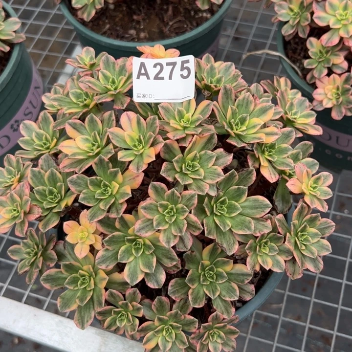 275甜茶20厘米左右