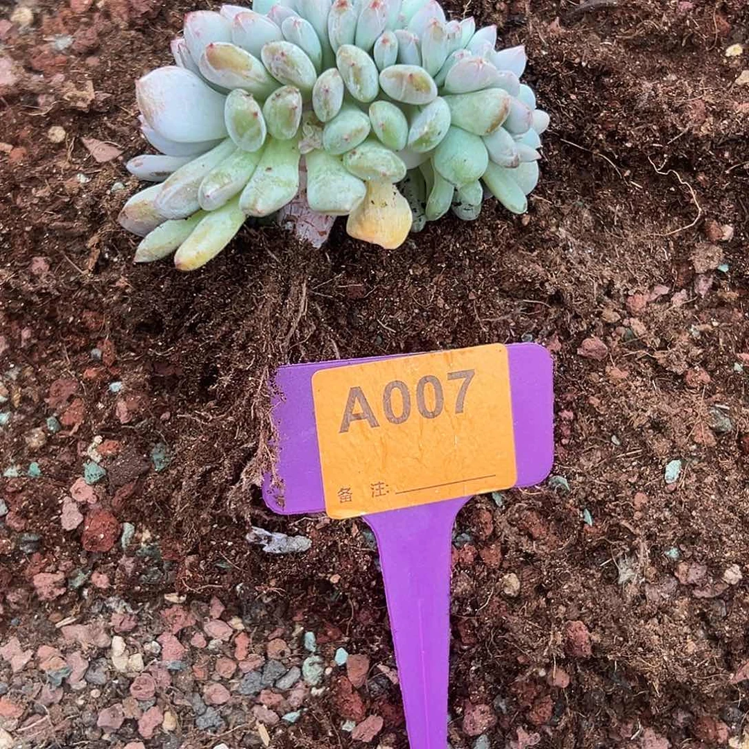 啾***米多肉植物一物一拍