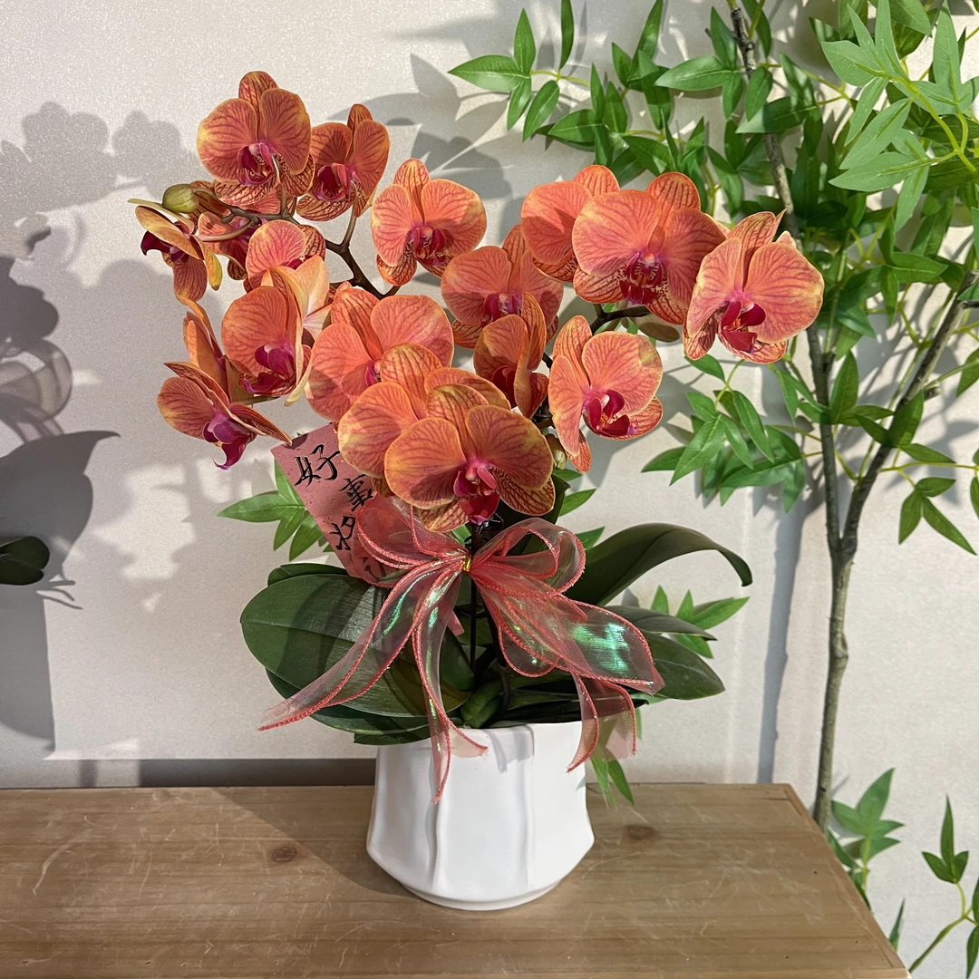 蝴蝶兰《金桔》橙色系梦幻夏日夕阳高雅 苗情优质叶片碧绿 基地直发