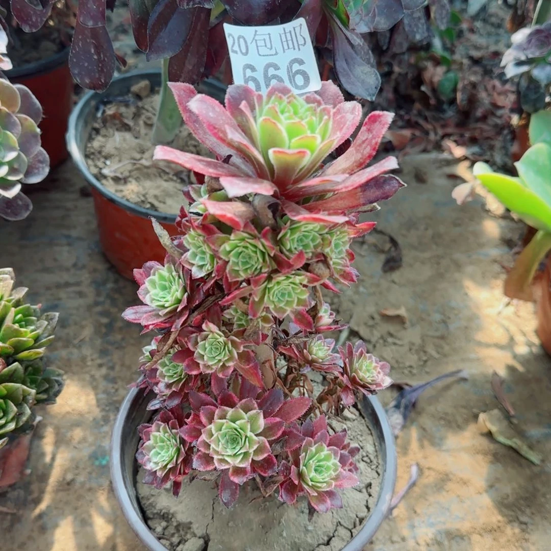 繁星多肉666满20包邮断枝不包