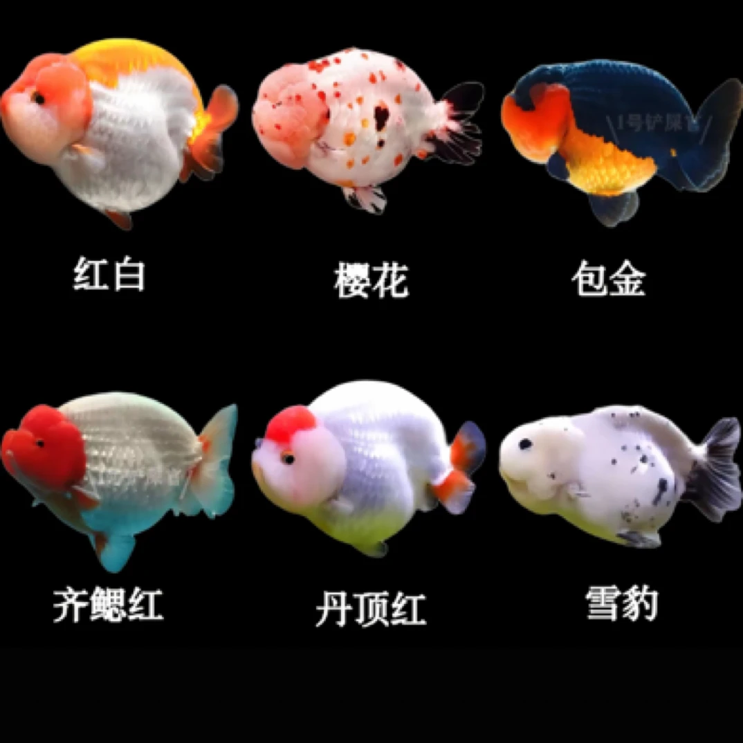 小金鱼4-6公分31条好养温顺可混养冷水观赏鱼包邮不指定