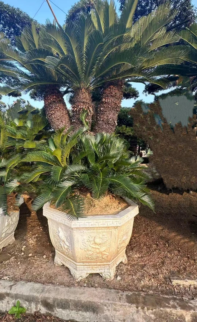 铁树苏铁别墅庭院工厂公司大型绿植盆景盆栽
