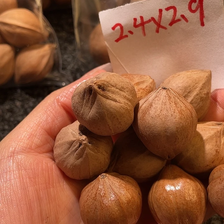 @***机吊坠橄榄核2.4✖️2.9