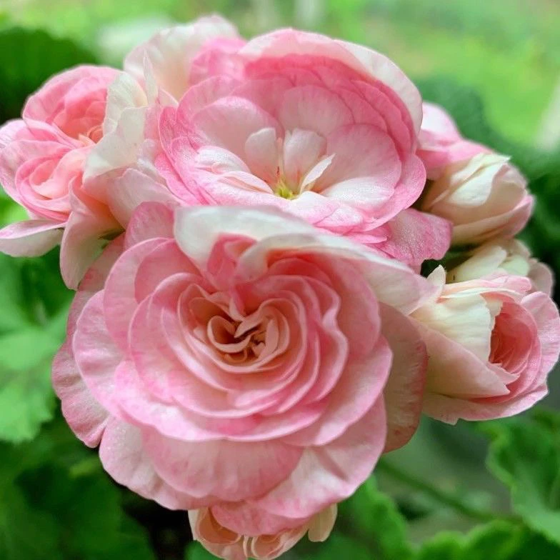 格蕾丝公主 直立天竺葵包邮