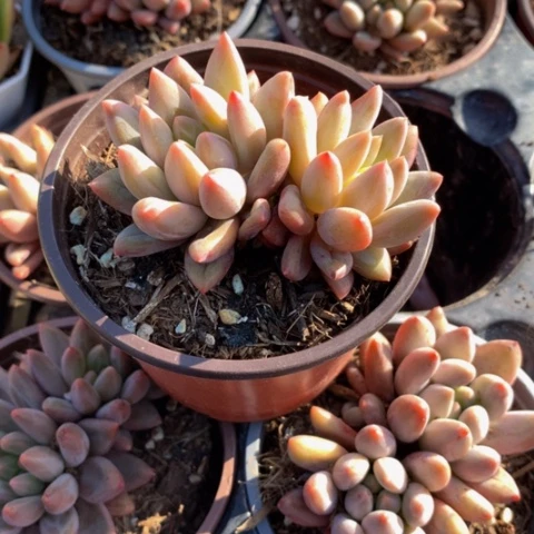 红蜻蜓。