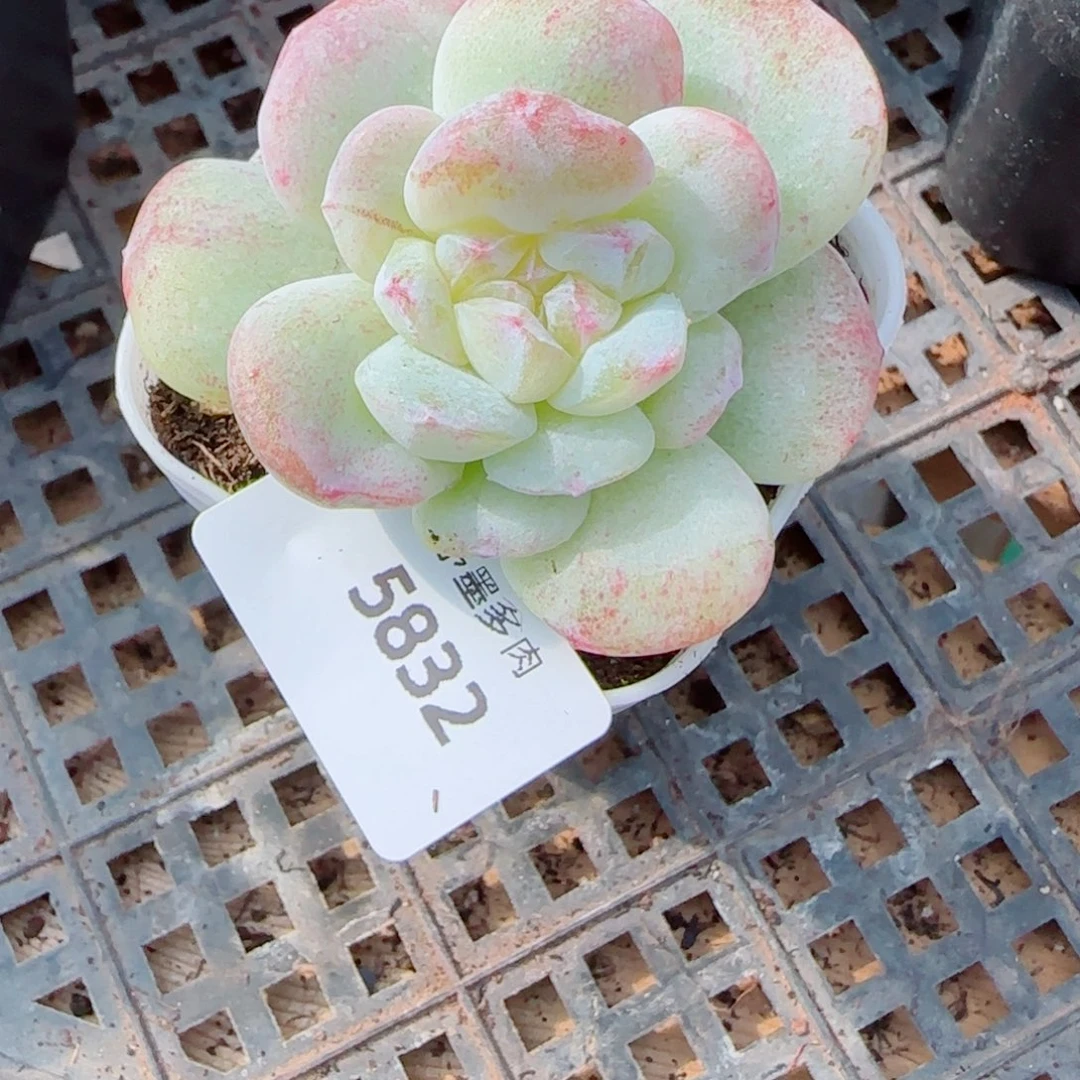 吃***干石化冰玉，5832多肉植物