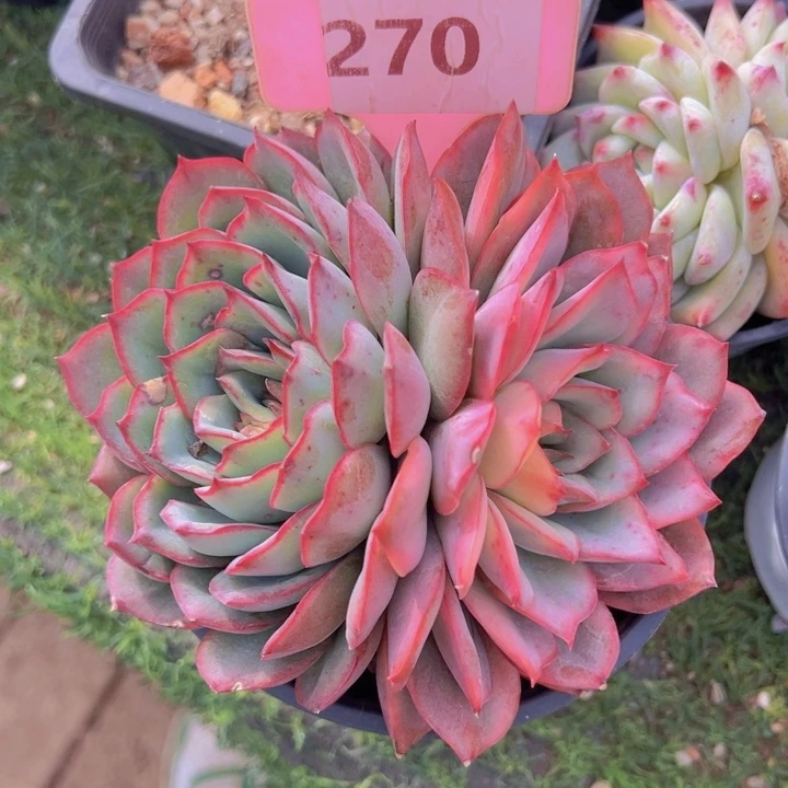 健健康康平平安安