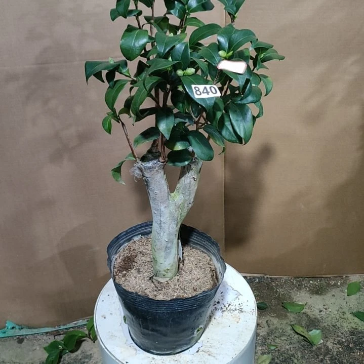 840帕克雷欧，原盆原土发货，不包邮