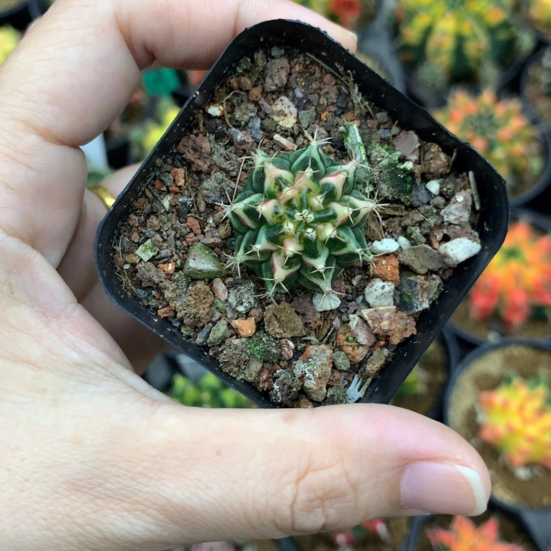 鹤***影仙人球米哈牡丹锦