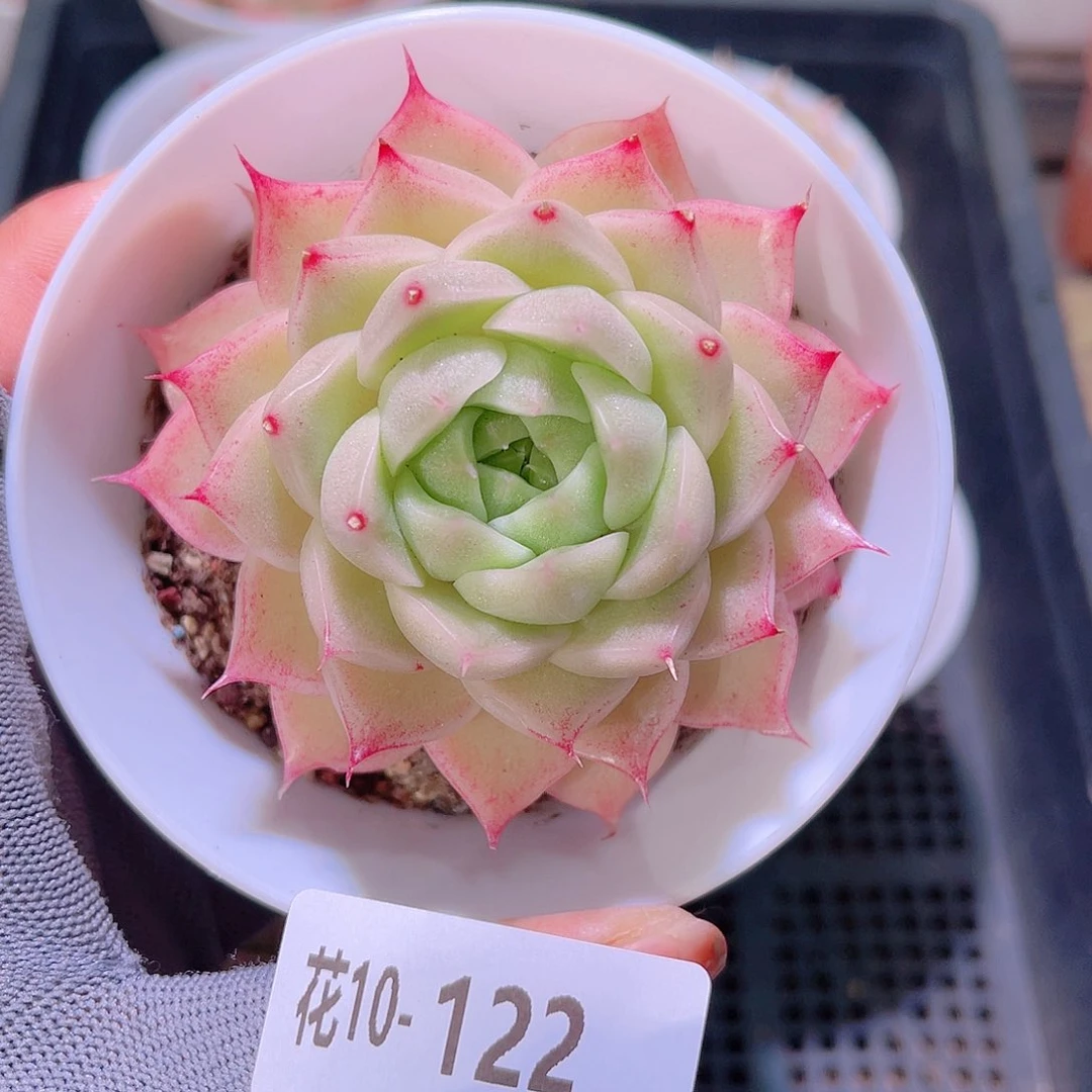 花10-122麦秆单头