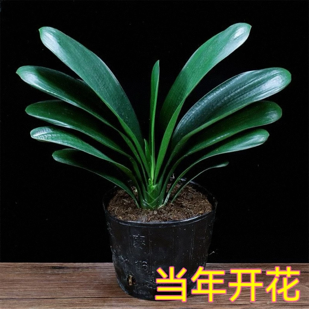 5-8叶君子兰【当年开花】基地直发绿植花卉好养活四季常青室内室外