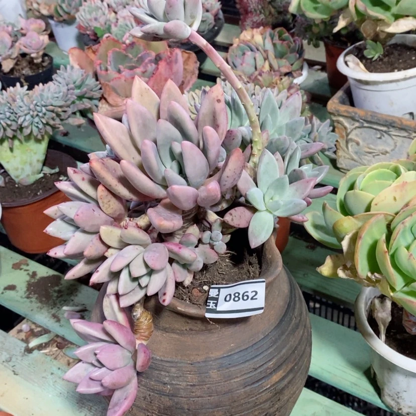 【闪购商品】桃花源0862