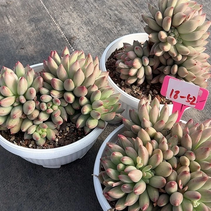 18.52言子带盆一个