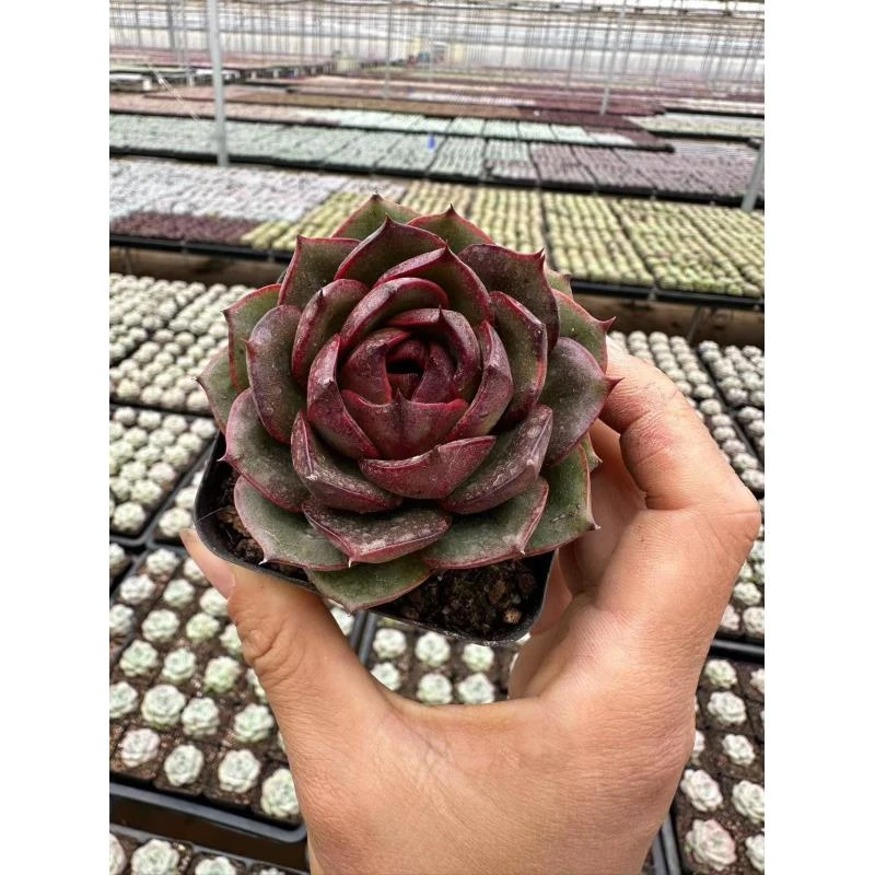 6#黑曜多肉植物 前男友精品多肉