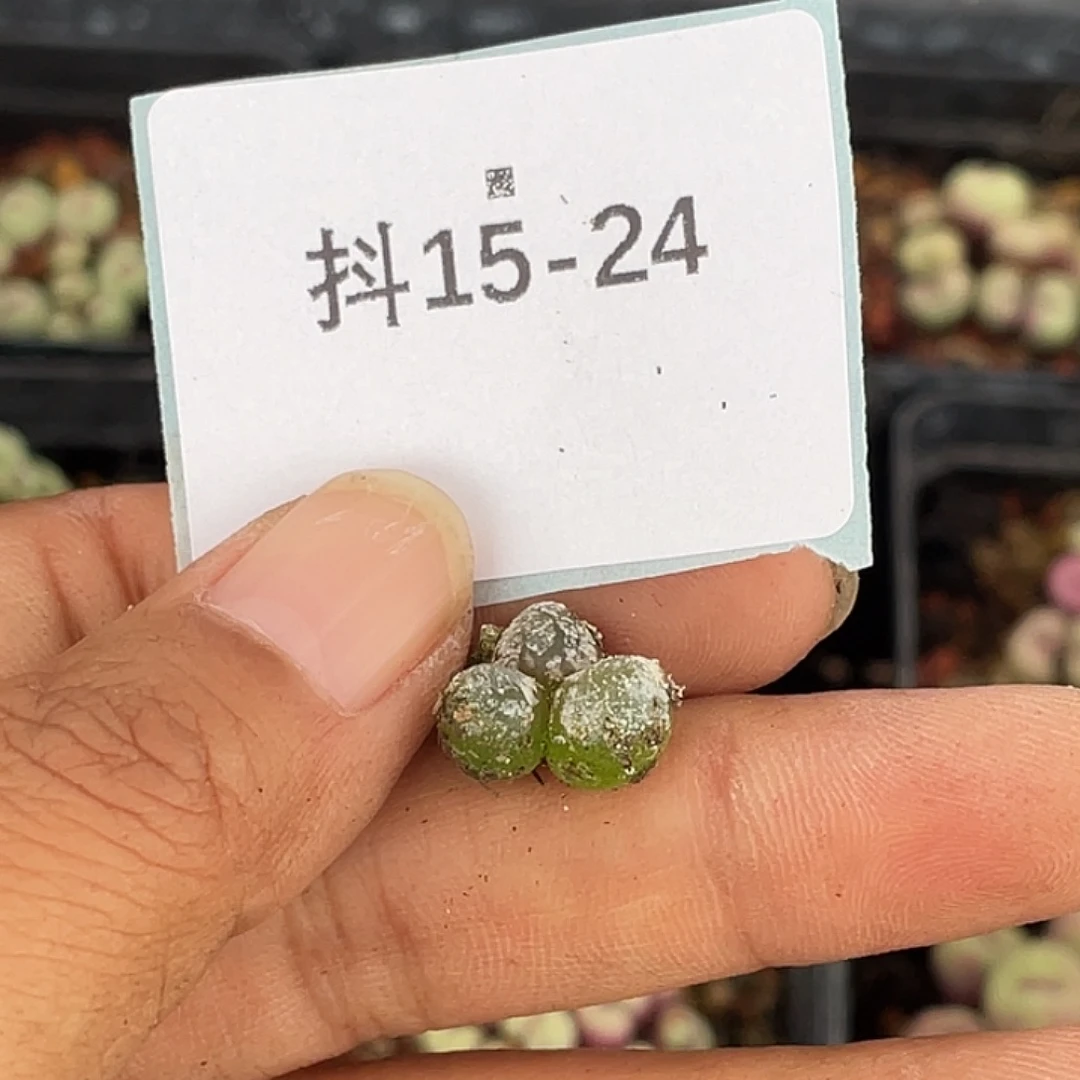 阳***宝15-24肉锥多肉植物