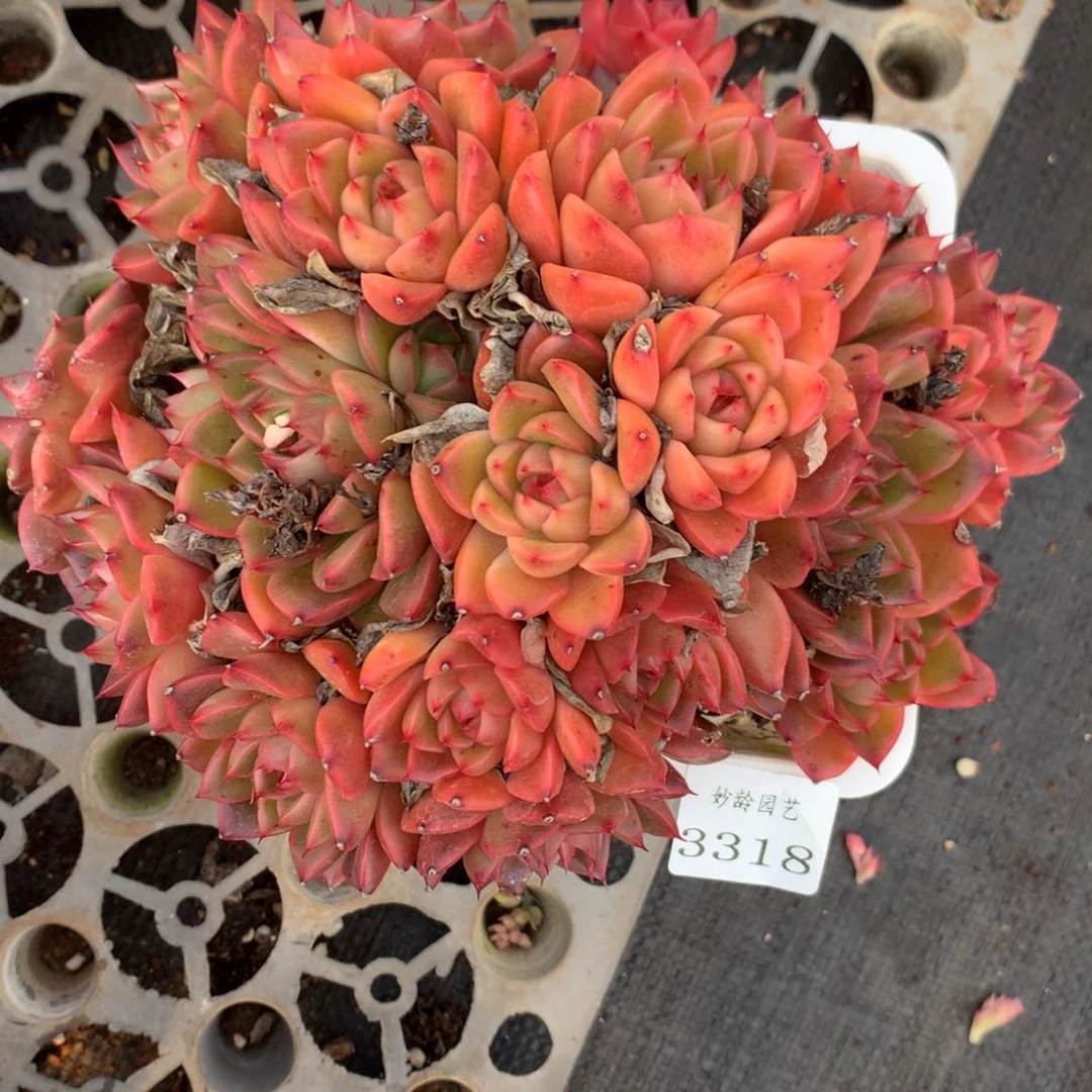 3318杂交精品基地19厘米