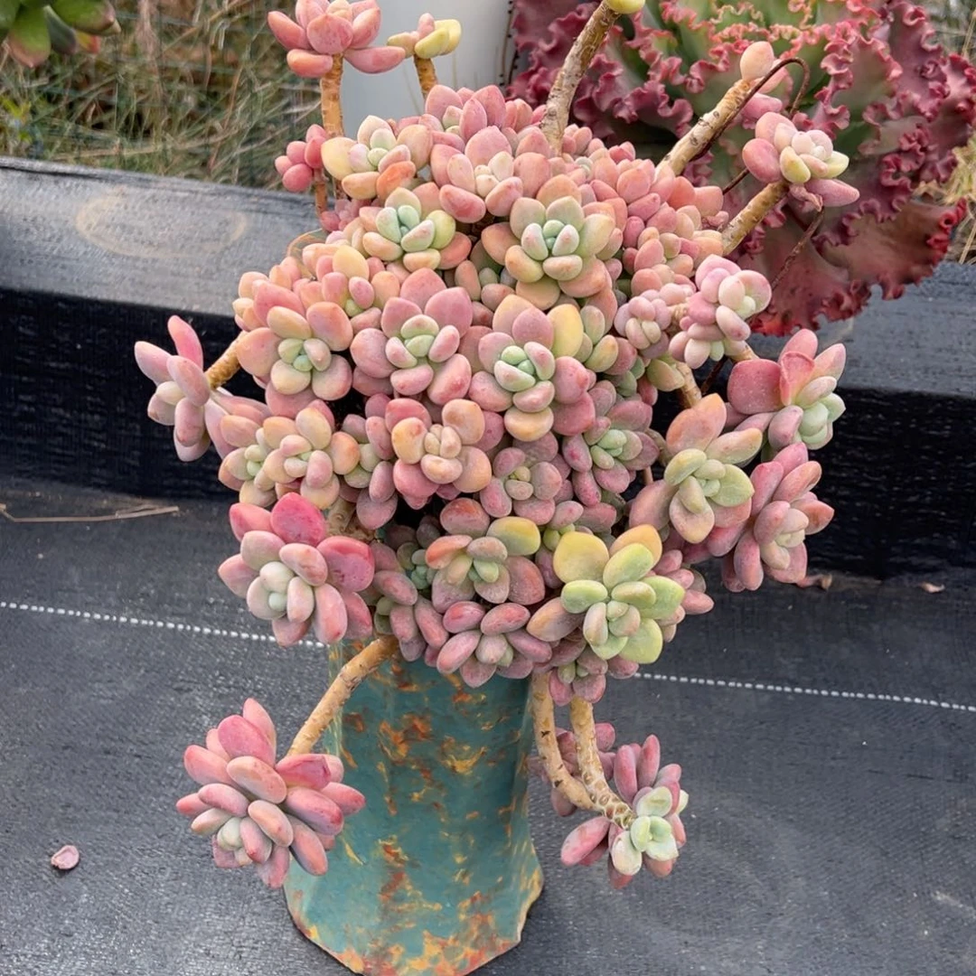 悬崖老桩无砍红洛神