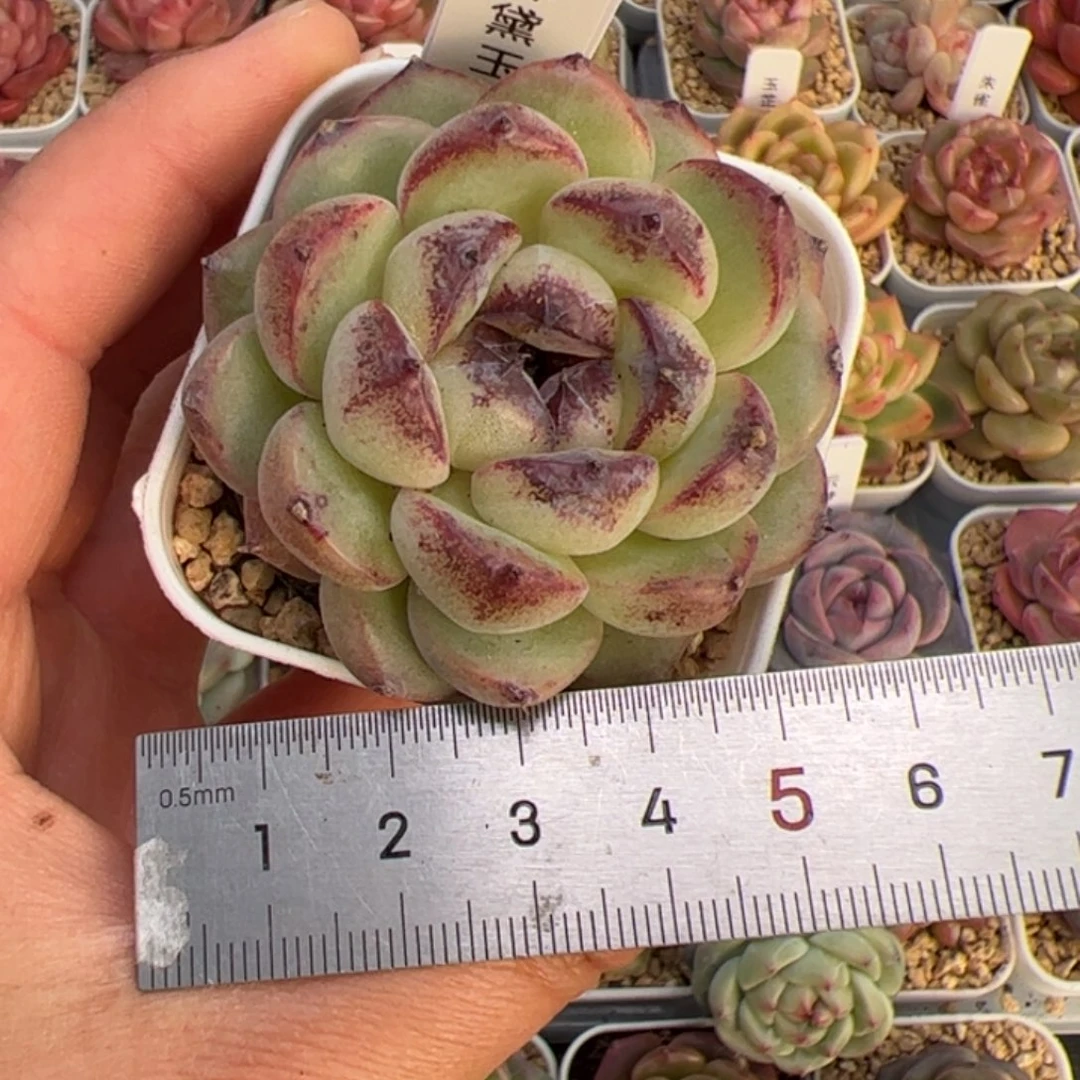 小*嗝229 多肉植物组合