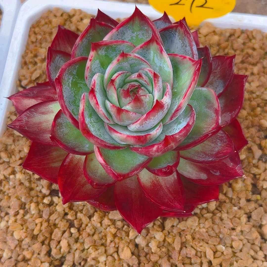 半**年惊鸿仙子一物一拍272号