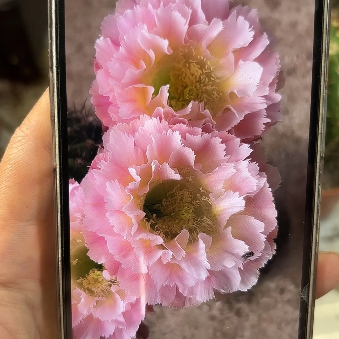彩草颜如玉6.5-7公分左右
