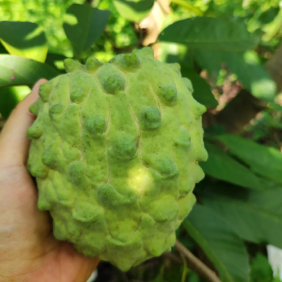 释迦果软糯香甜350克左右