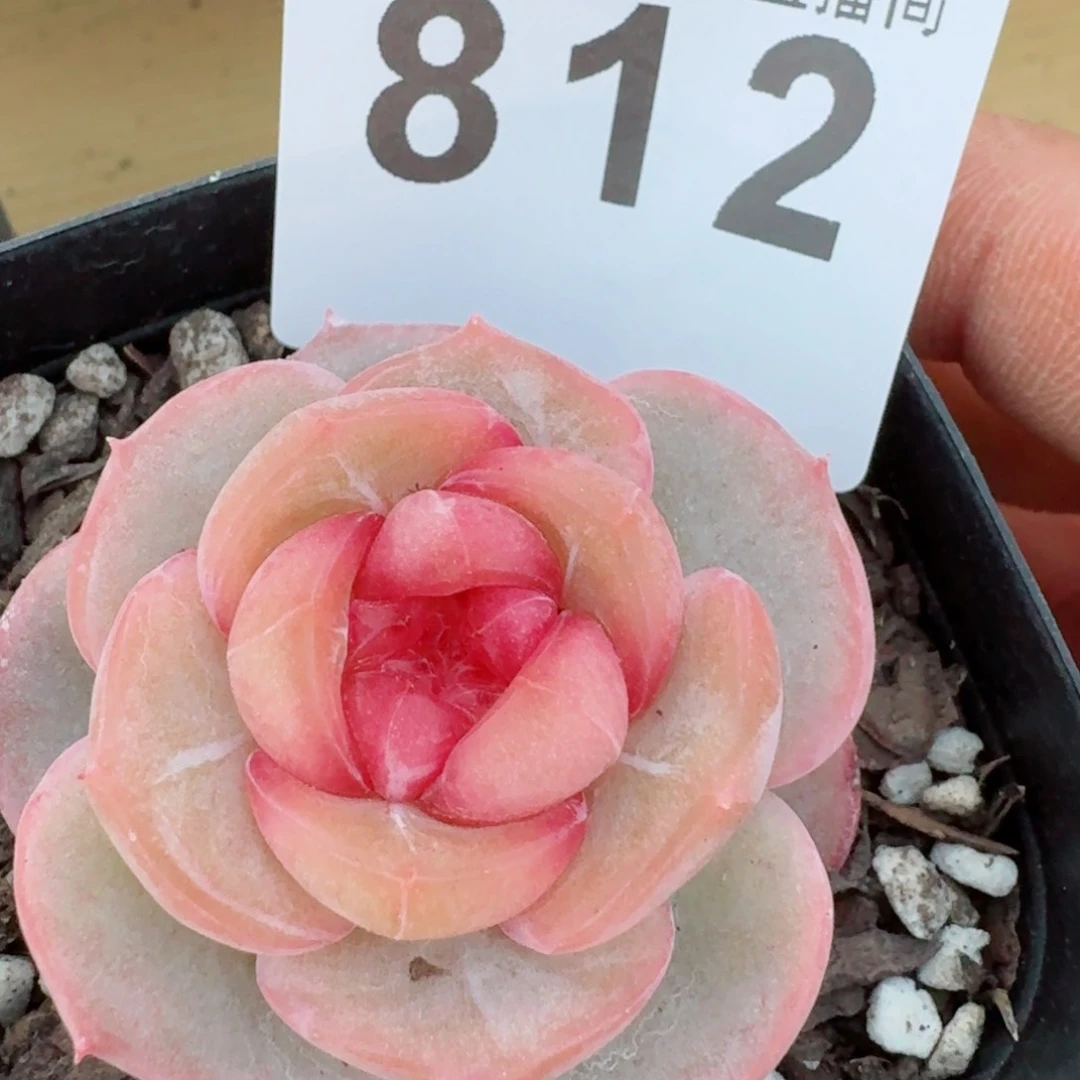 粉桃花珍妮       多肉植物