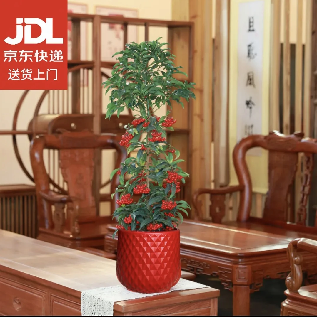 富贵籽黄金万两年宵花室内喜庆花卉