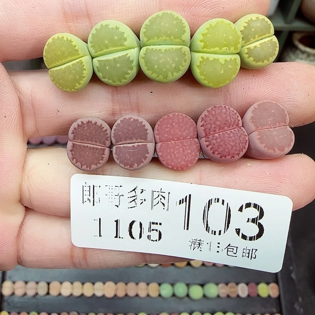 满满18包邮1105-103