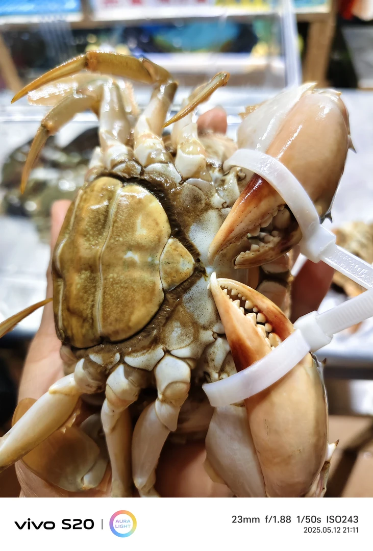 买2送1(到手3只)鲜活台山膏油蟹肉质饱满活发到家