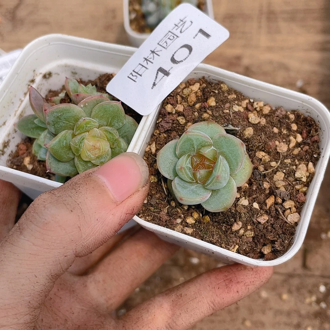 多肉植物多肉植物401