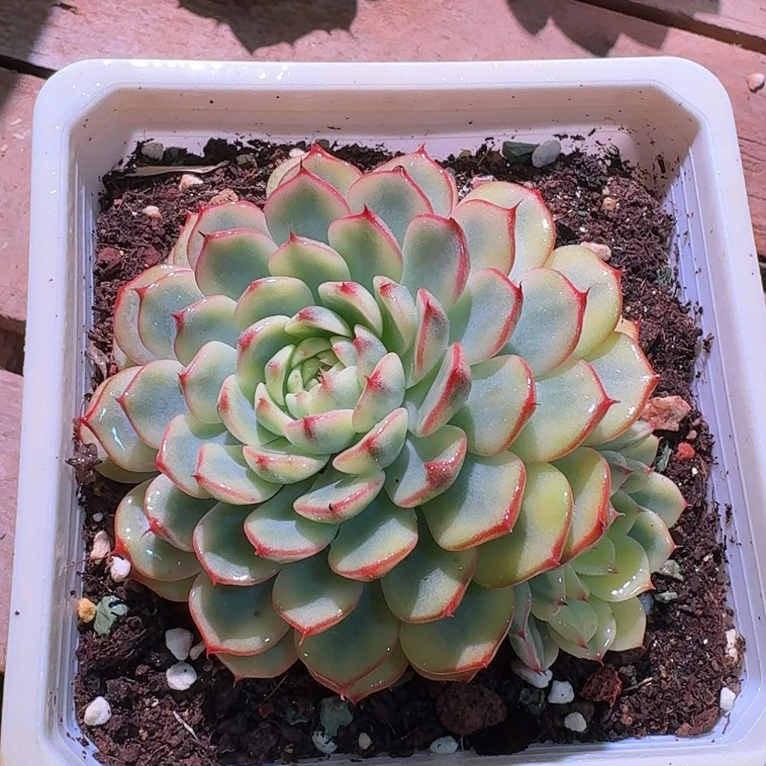 姬莲锦多肉 带侧芽