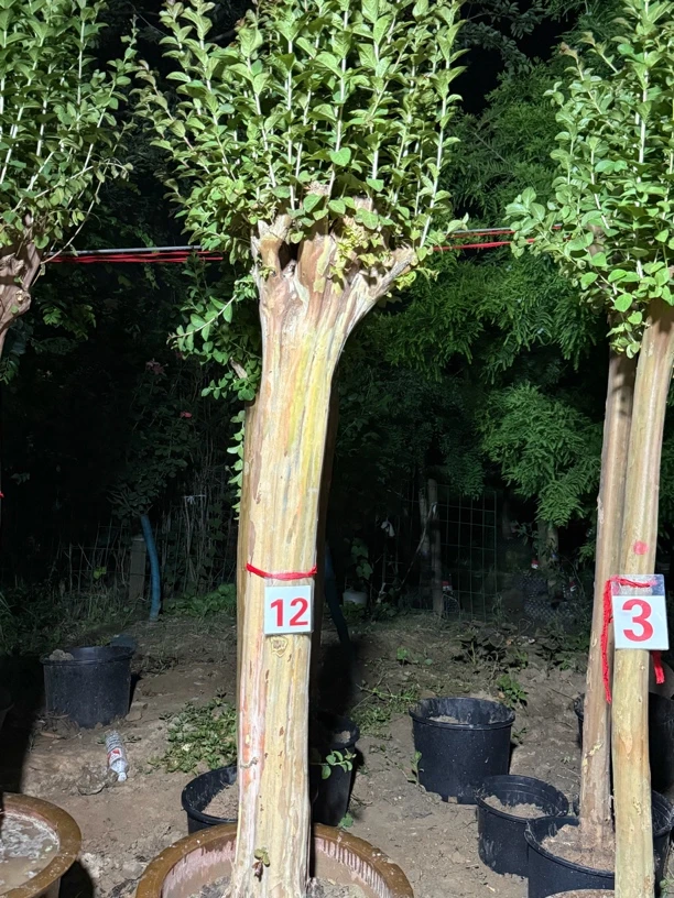 260-300链接紫薇适用于庭院别墅紫薇紫薇盆景紫薇大树