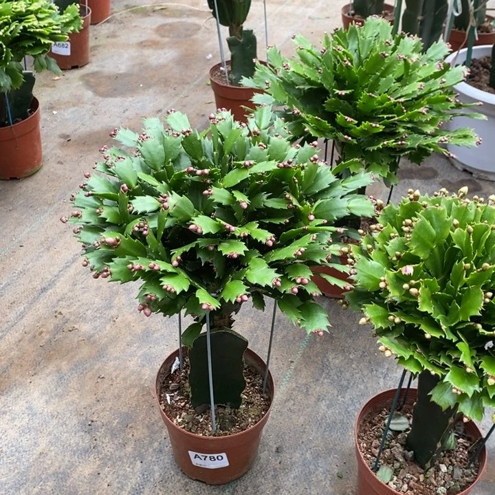 当前无花栽培后可以开花780嫁接红色