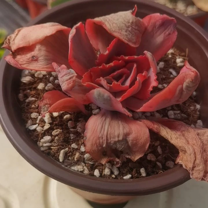 蓝玫瑰白覆轮锦包菜家族的