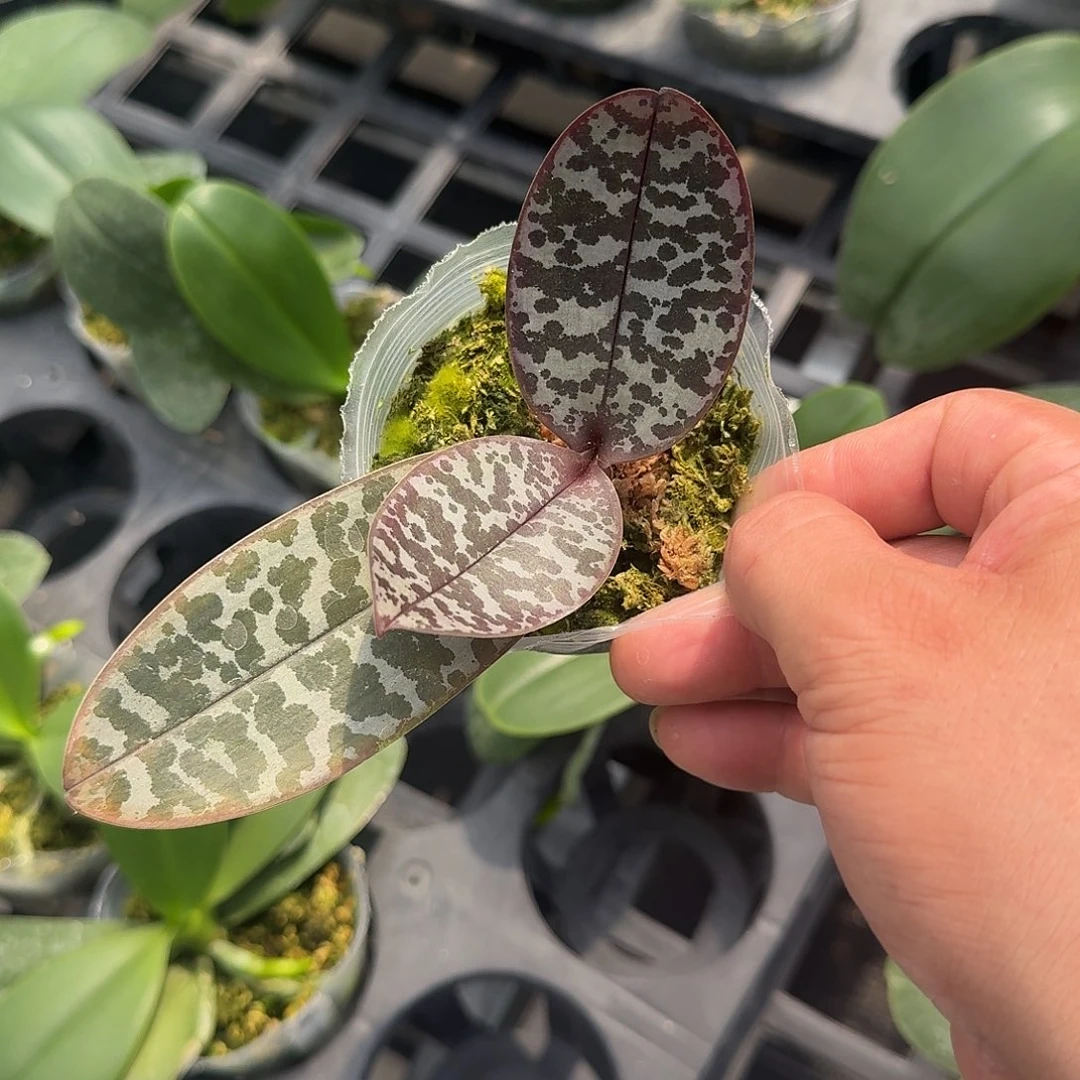 深***海当前无花栽培后可以开花叶瑕福利不售后