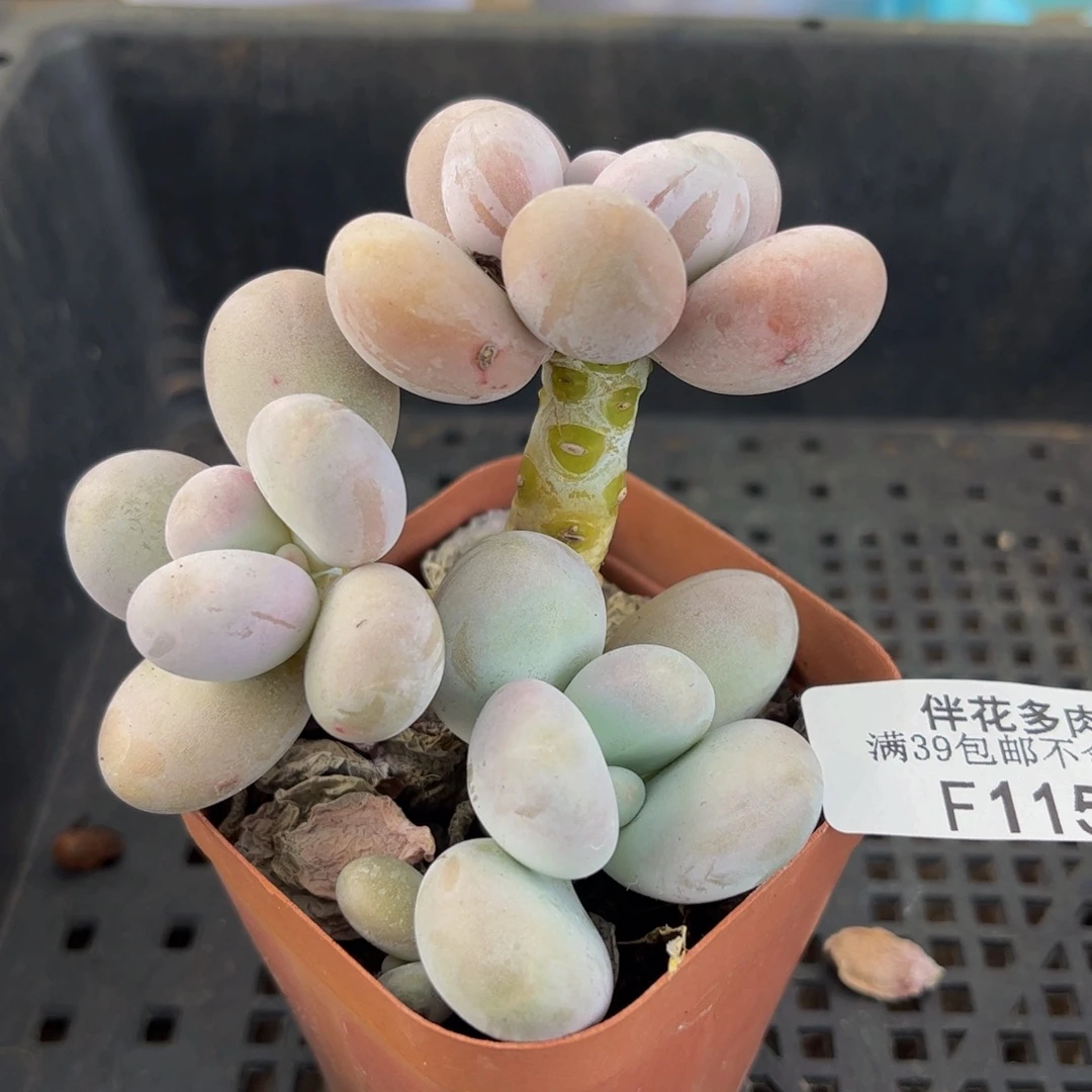 115-原始奶多肉6cm