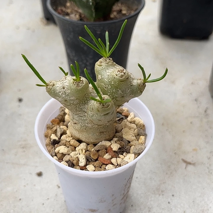 无花朵万物象块根一物一拍