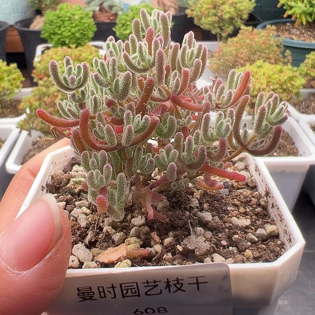 608号冰紫12.21多肉